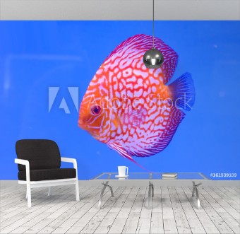 Picture of The pompadour in the cabinet bright colors